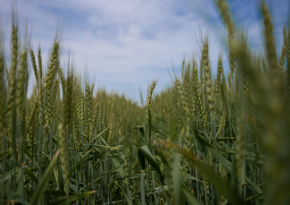 Wheat Seeds